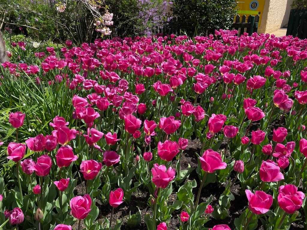 Corbett Gardens : 2025 Garden Extravaganza To Image -68e0b41ea9106