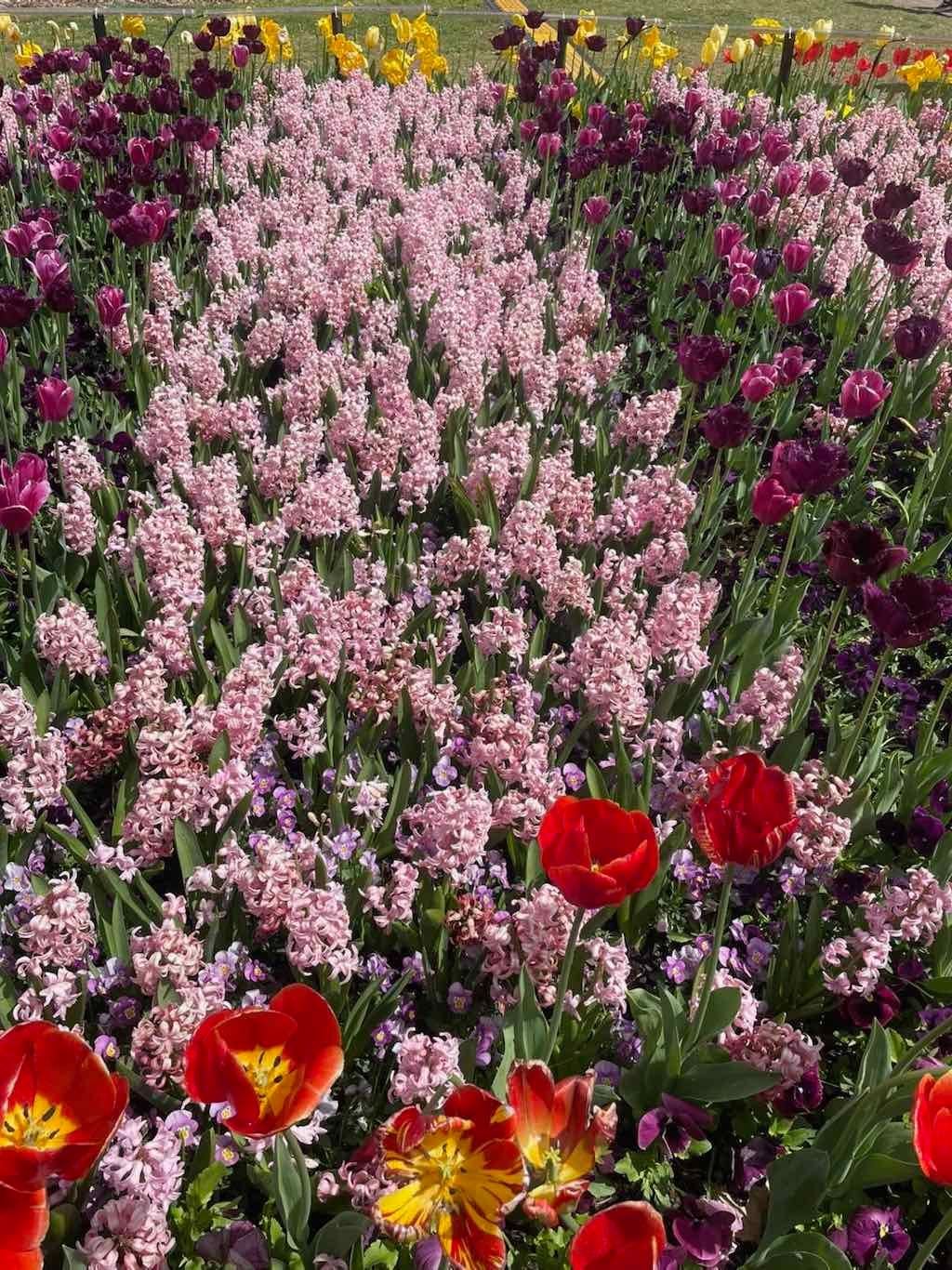 Floriade : 2025 Garden Extravaganza Image -68e0b79988589