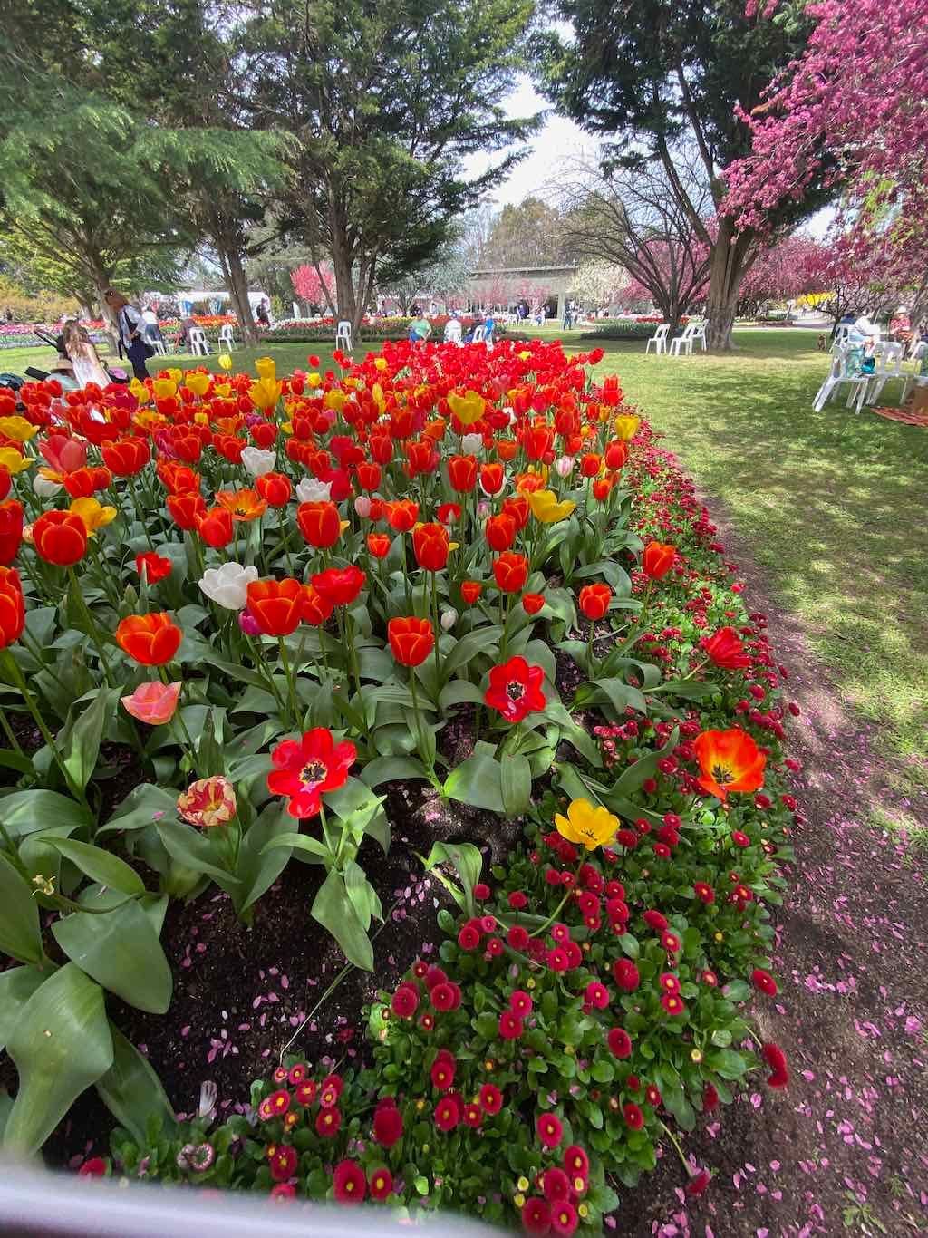 Tulip Tops : Garden Extravaganza Tour 2025