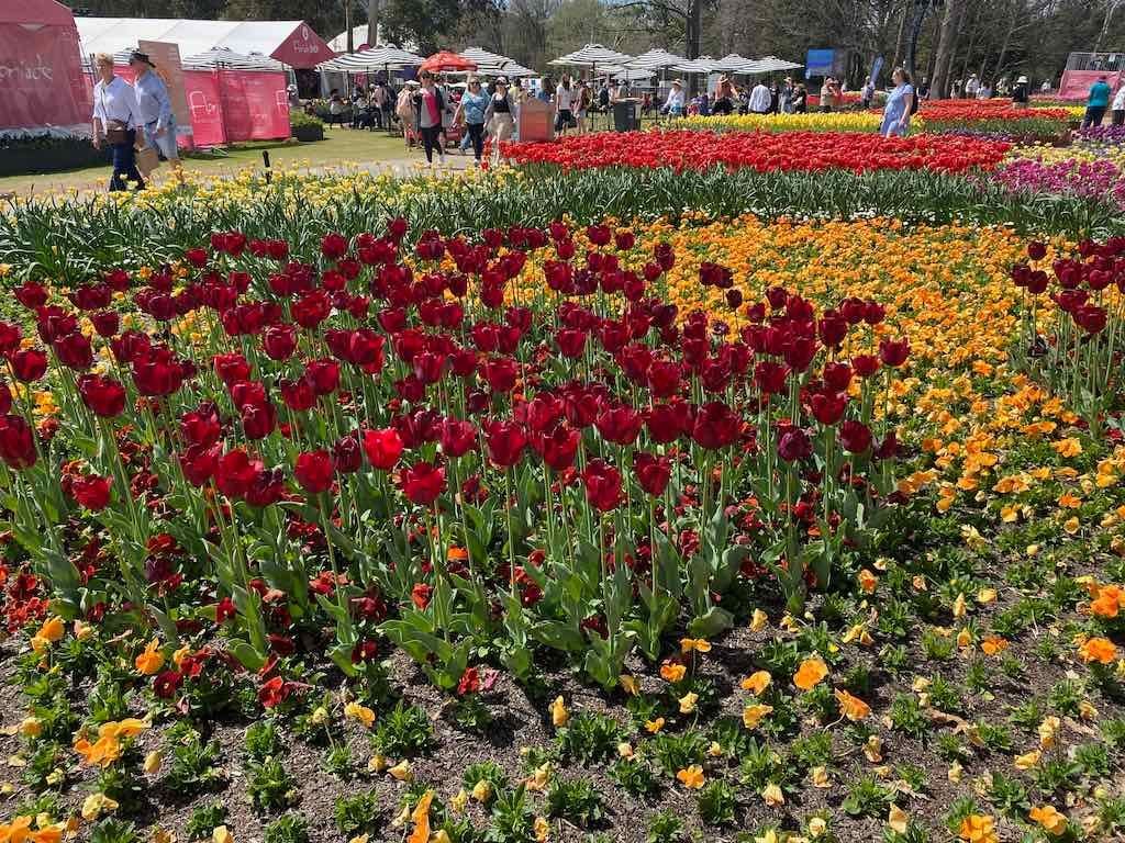 Tulip Tops : Garden Extravaganza Tour 2025 Image -68e0bc351aba1