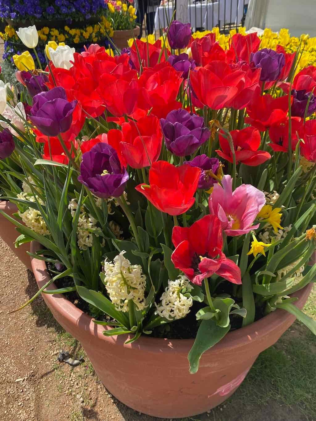 Tulip Tops : Garden Extravaganza Tour 2025 Image -68e0bc35a3d3a