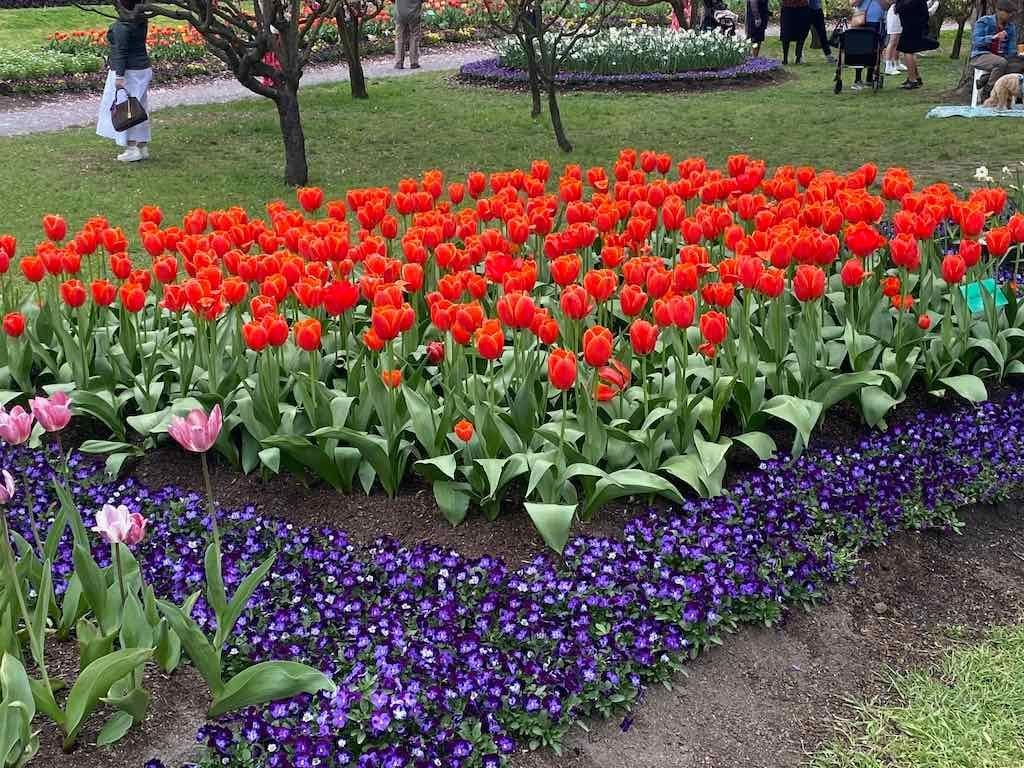 Tulip Tops : Garden Extravaganza Tour 2025 Image -68e0bc36461ec
