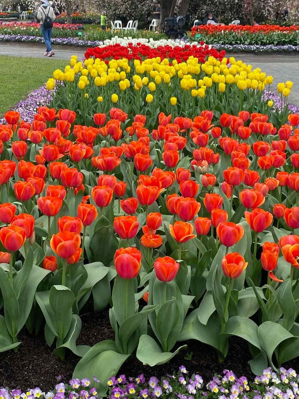 Tulip Tops : Garden Extravaganza Tour 2025 Image -68e0bc369d471