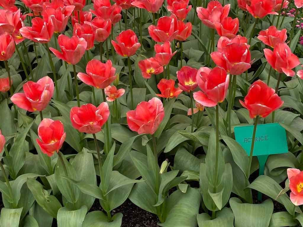 Tulip Tops : Garden Extravaganza Tour 2025 Image -68e0bc36ec49c