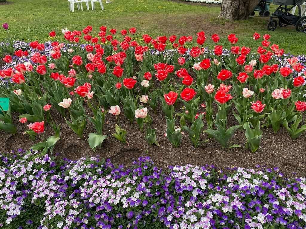 Tulip Tops : Garden Extravaganza Tour 2025 Image -68e0bc3781864