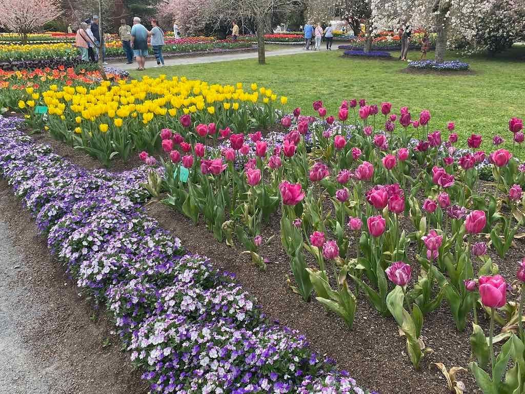 Tulip Tops : Garden Extravaganza Tour 2025 Image -68e0bc37d7211