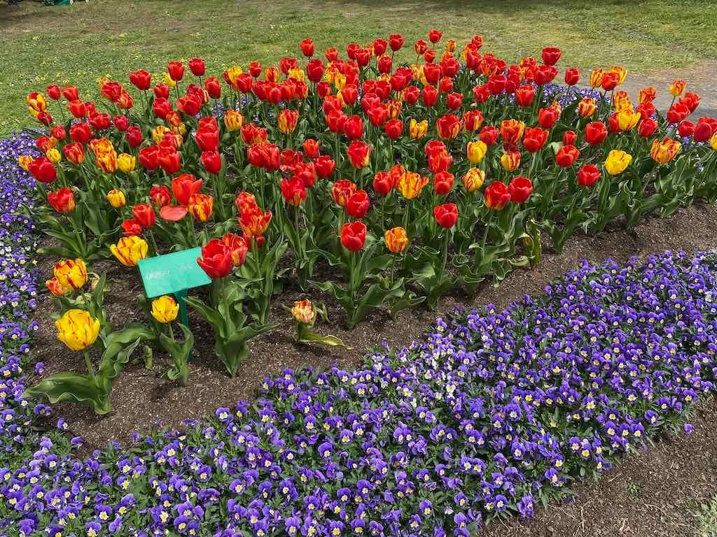 Tulip Tops : Garden Extravaganza Tour 2025 Image -68e0bc383d5eb