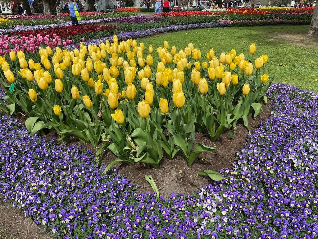 Tulip Tops : Garden Extravaganza Tour 2025 Image -68e0bc388ea3d
