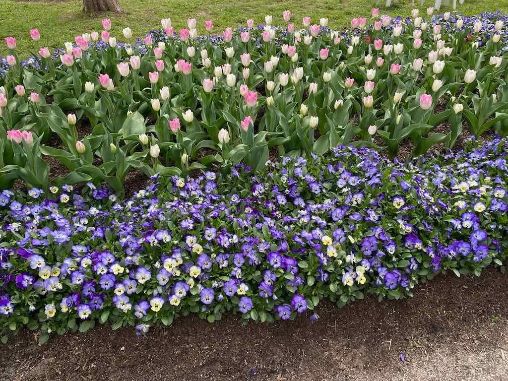 Tulip Tops : Garden Extravaganza Tour 2025 Image -68e0bc38e4c88