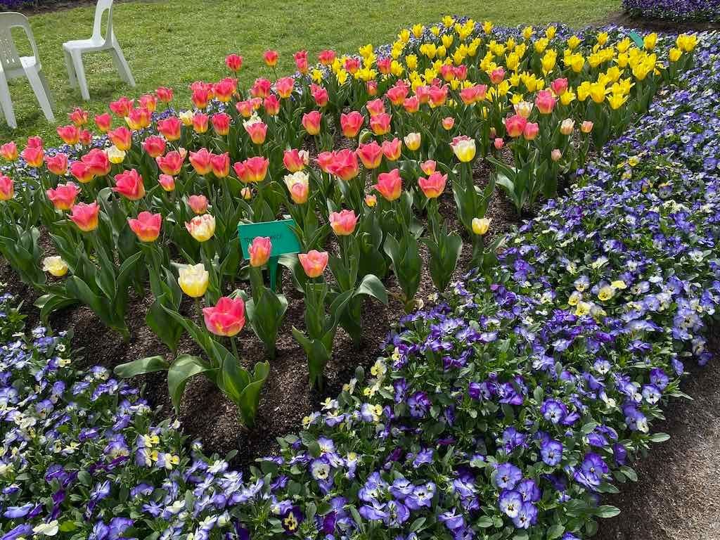 Tulip Tops : Garden Extravaganza Tour 2025 Image -68e0bc393b486
