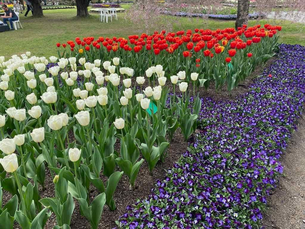 Tulip Tops : Garden Extravaganza Tour 2025 Image -68e0bc3992346