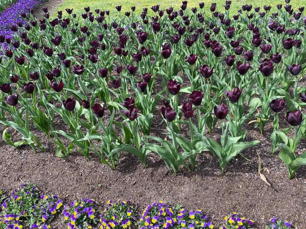 Tulip Tops : Garden Extravaganza Tour 2025 Image -68e0bc39e5e0c