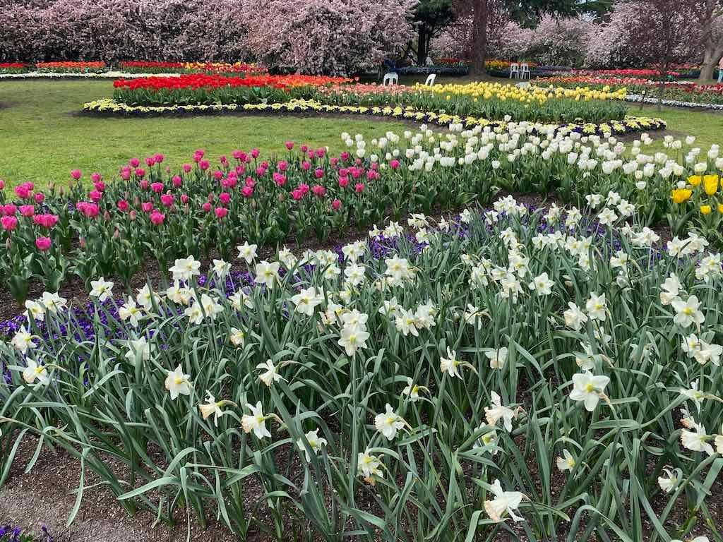 Tulip Tops : Garden Extravaganza Tour 2025 Image -68e0bc3a8da91