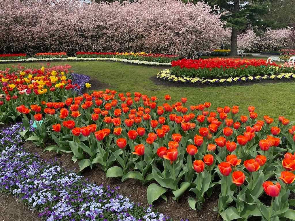 Tulip Tops : Garden Extravaganza Tour 2025 Image -68e0bc3ad3bb4