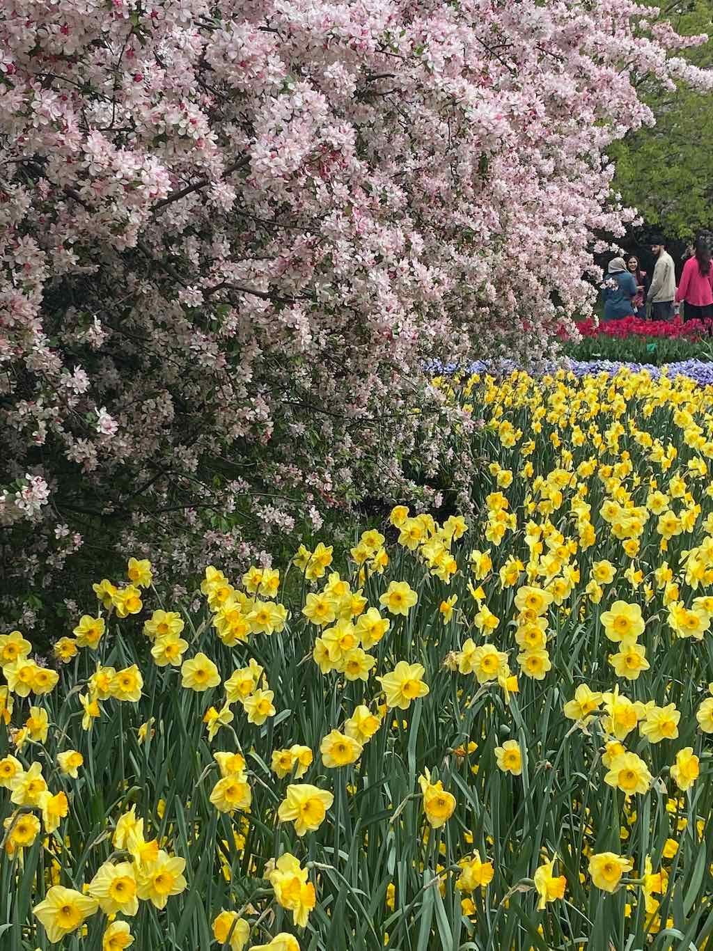 Tulip Tops : Garden Extravaganza Tour 2025 Image -68e0bc3c91734