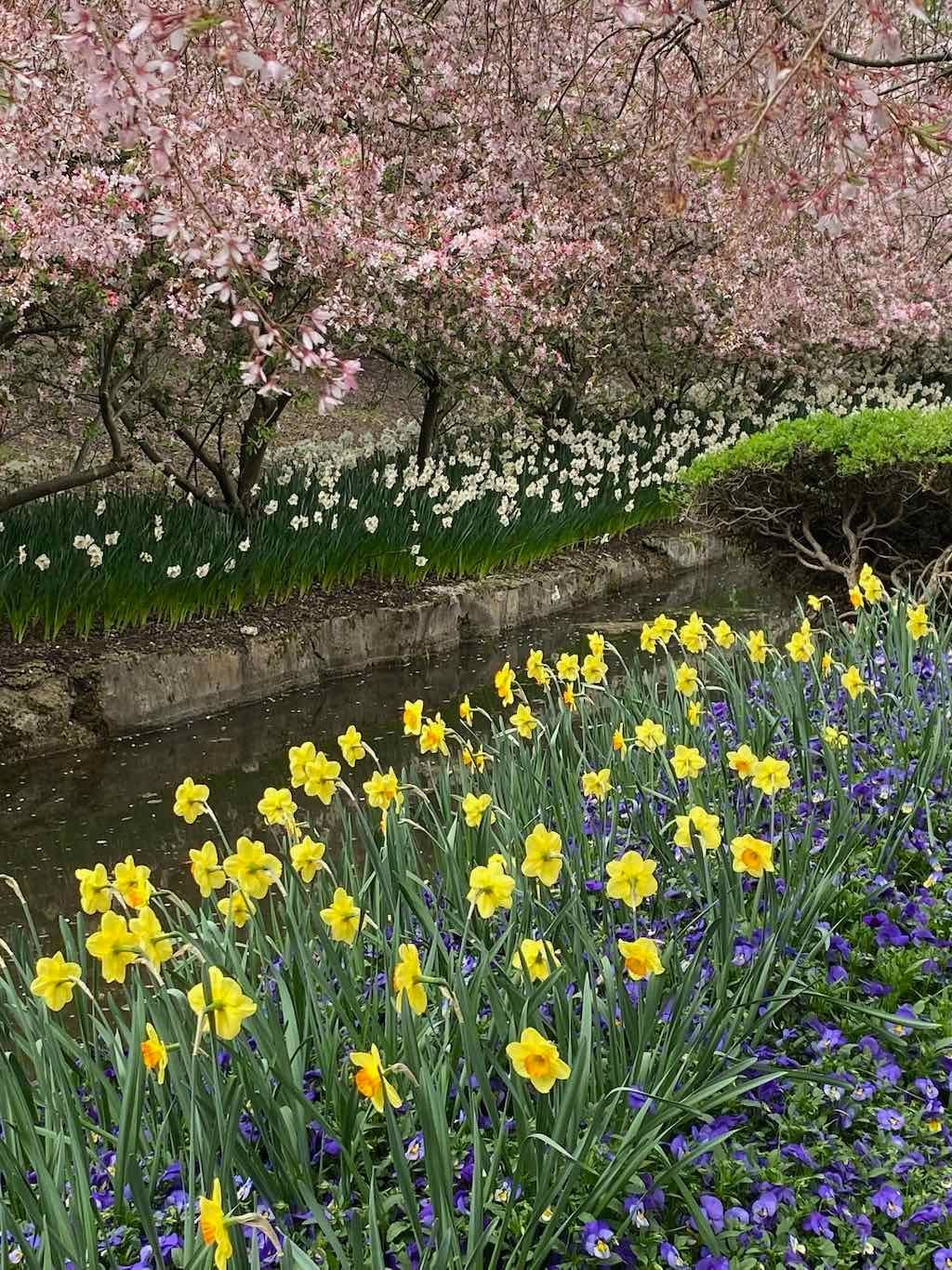 Tulip Tops : Garden Extravaganza Tour 2025 Image -68e0bc3d394a8