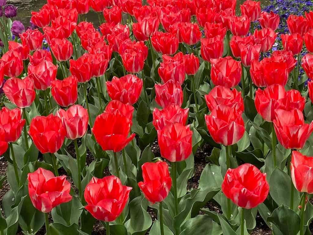 Tulip Tops : Garden Extravaganza Tour 2025 Image -68e0bc3d88532