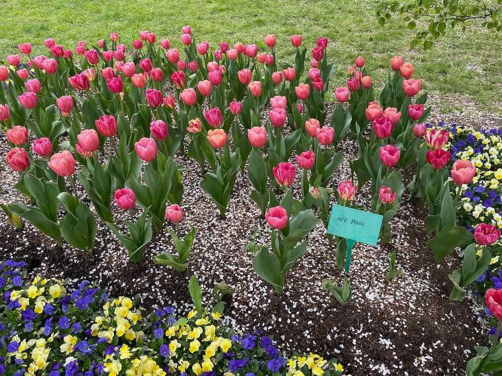 Tulip Tops : Garden Extravaganza Tour 2025 Image -68e0bc3e29454