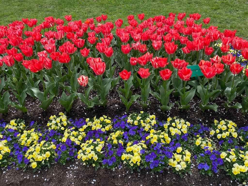 Tulip Tops : Garden Extravaganza Tour 2025 Image -68e0bc3e7b040