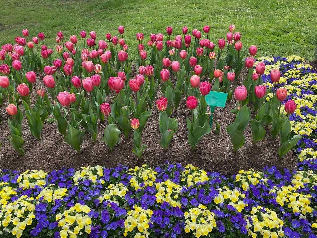 Tulip Tops : Garden Extravaganza Tour 2025 Image -68e0bc3ec20c4