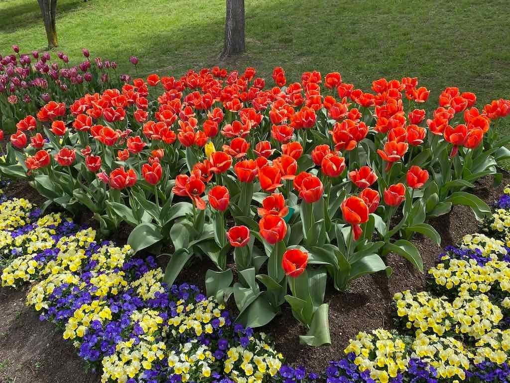 Tulip Tops : Garden Extravaganza Tour 2025 Image -68e0bc3f14cd5