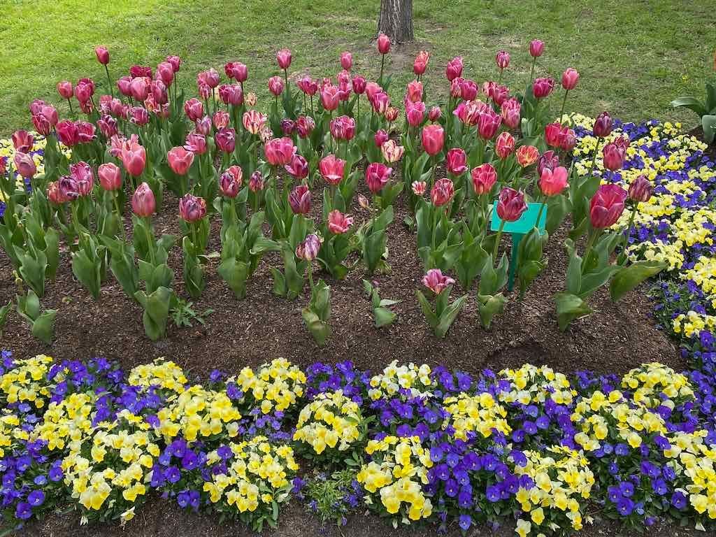 Tulip Tops : Garden Extravaganza Tour 2025 Image -68e0bc3f63fae