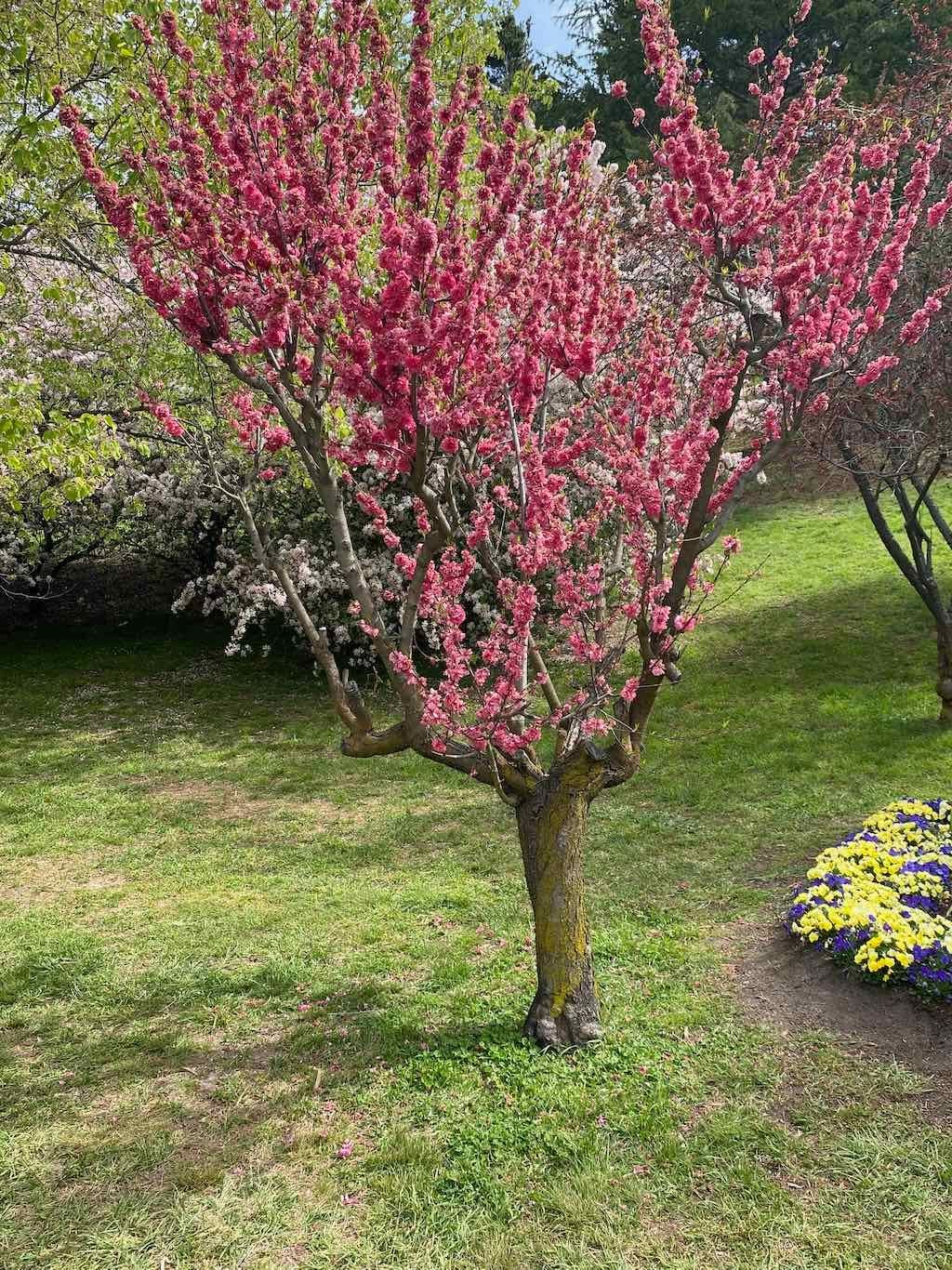 Tulip Tops : Garden Extravaganza Tour 2025 Image -68e0bc3fc21e0