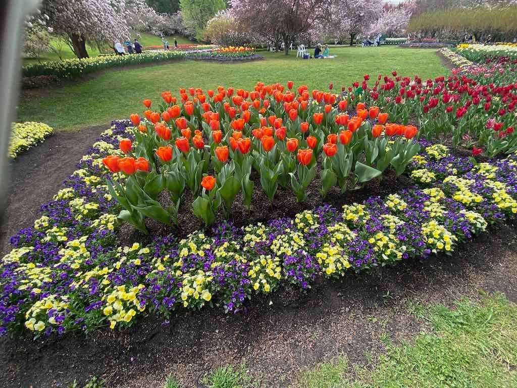 Tulip Tops : Garden Extravaganza Tour 2025 Image -68e0bc4108ef5