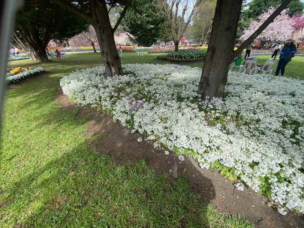 Tulip Tops : Garden Extravaganza Tour 2025 Image -68e0bc415cfeb