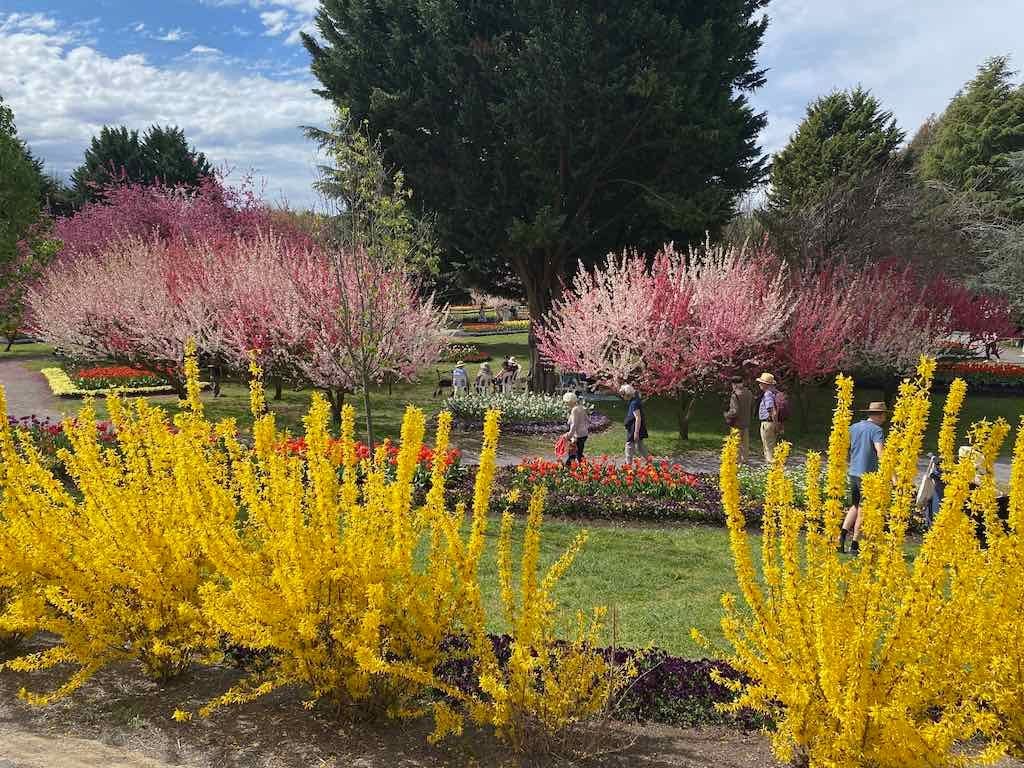 Tulip Tops : Garden Extravaganza Tour 2025 Image -68e0bcb9d11ea