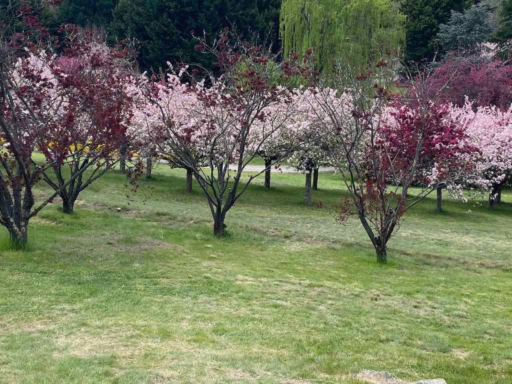Tulip Tops : Garden Extravaganza Tour 2025 Image -68e0bcbc94644