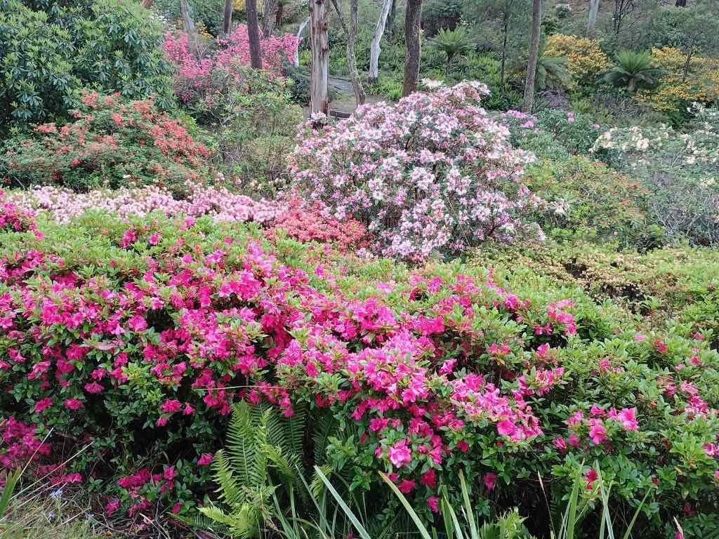 Milthorpe Garden Ramble Image -69142ddc2e8c7