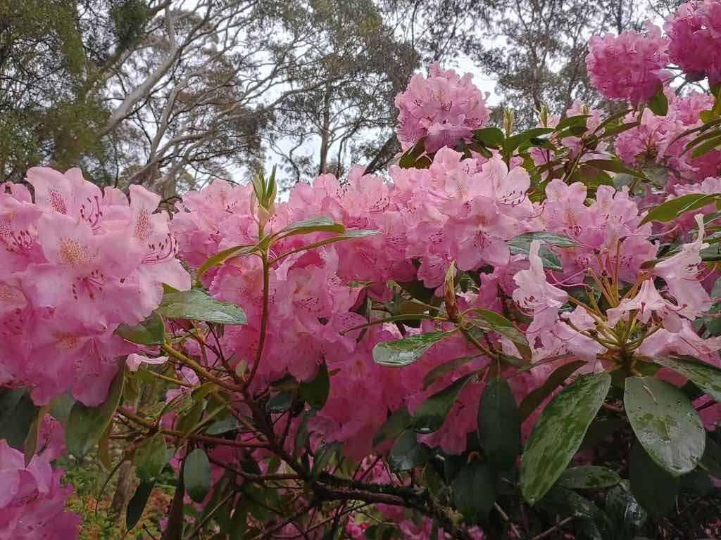 Milthorpe Garden Ramble Image -69142ddc82e96