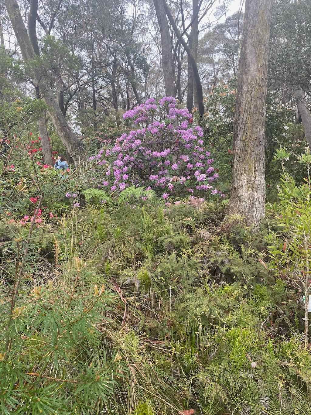 Milthorpe Garden Ramble Image -69142de181c13