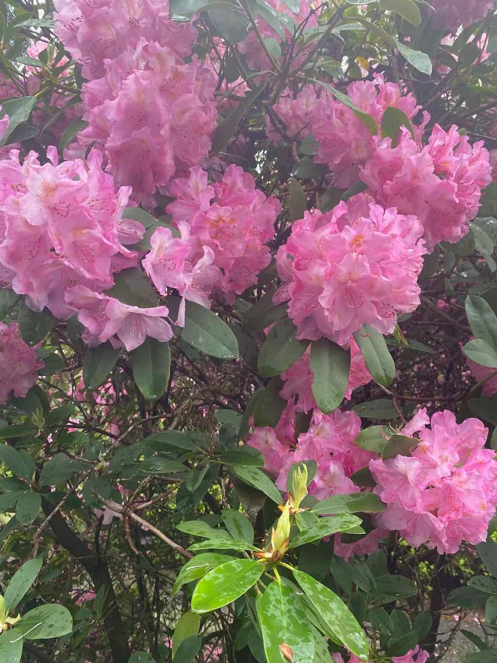 Milthorpe Garden Ramble Image -69142de226b41