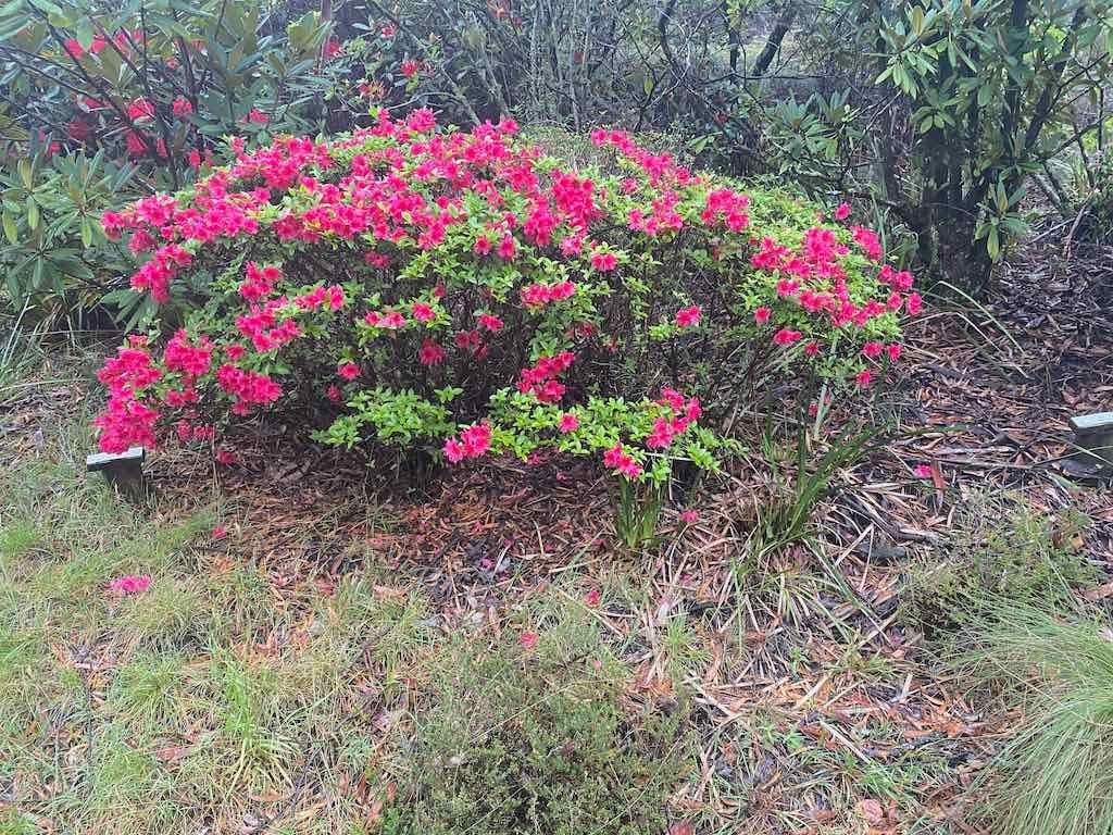 Milthorpe Garden Ramble Image -69142de287ad1