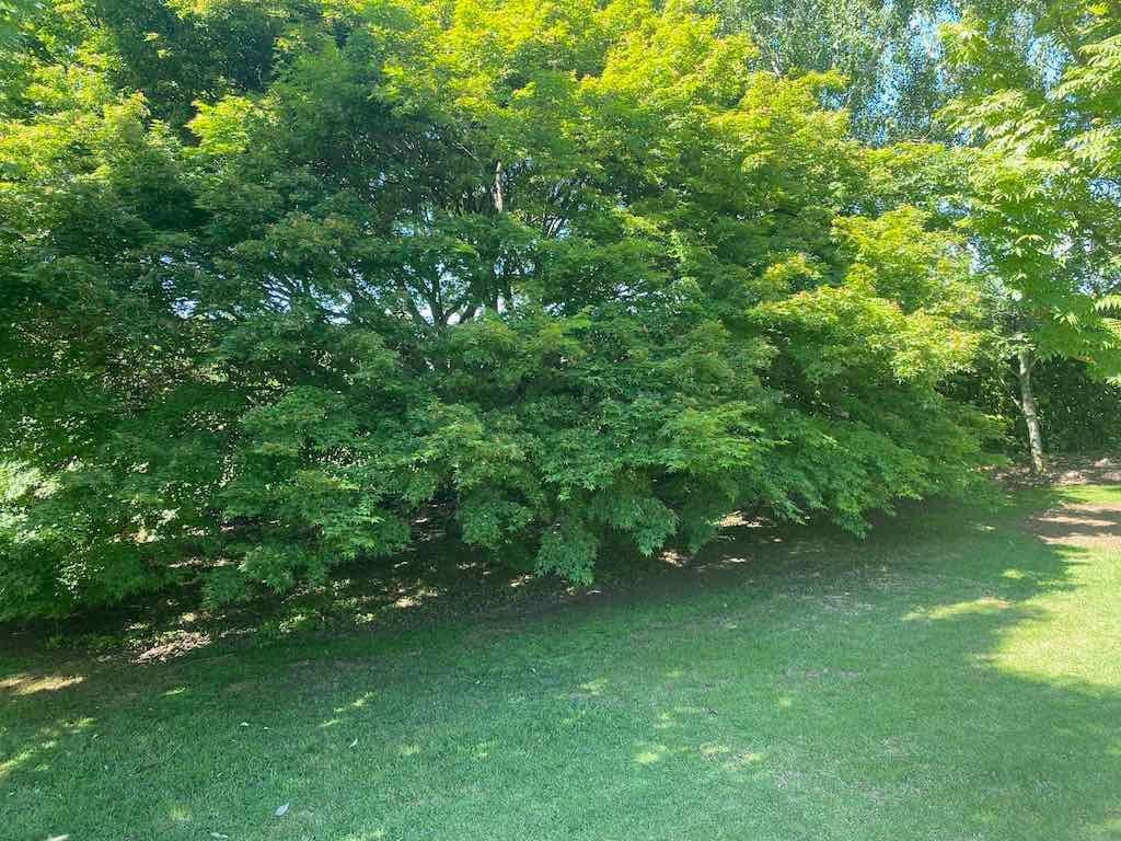 Milthorpe Garden Ramble Image -69142de799217