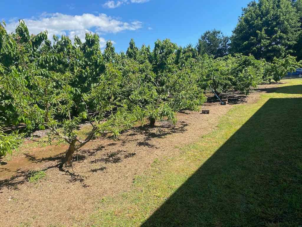 Milthorpe Garden Ramble Image -69142de91d2b1