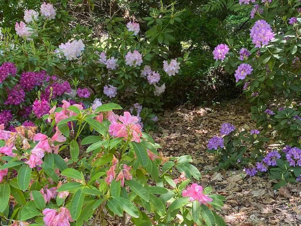 Milthorpe Garden Ramble Image -69142defde287