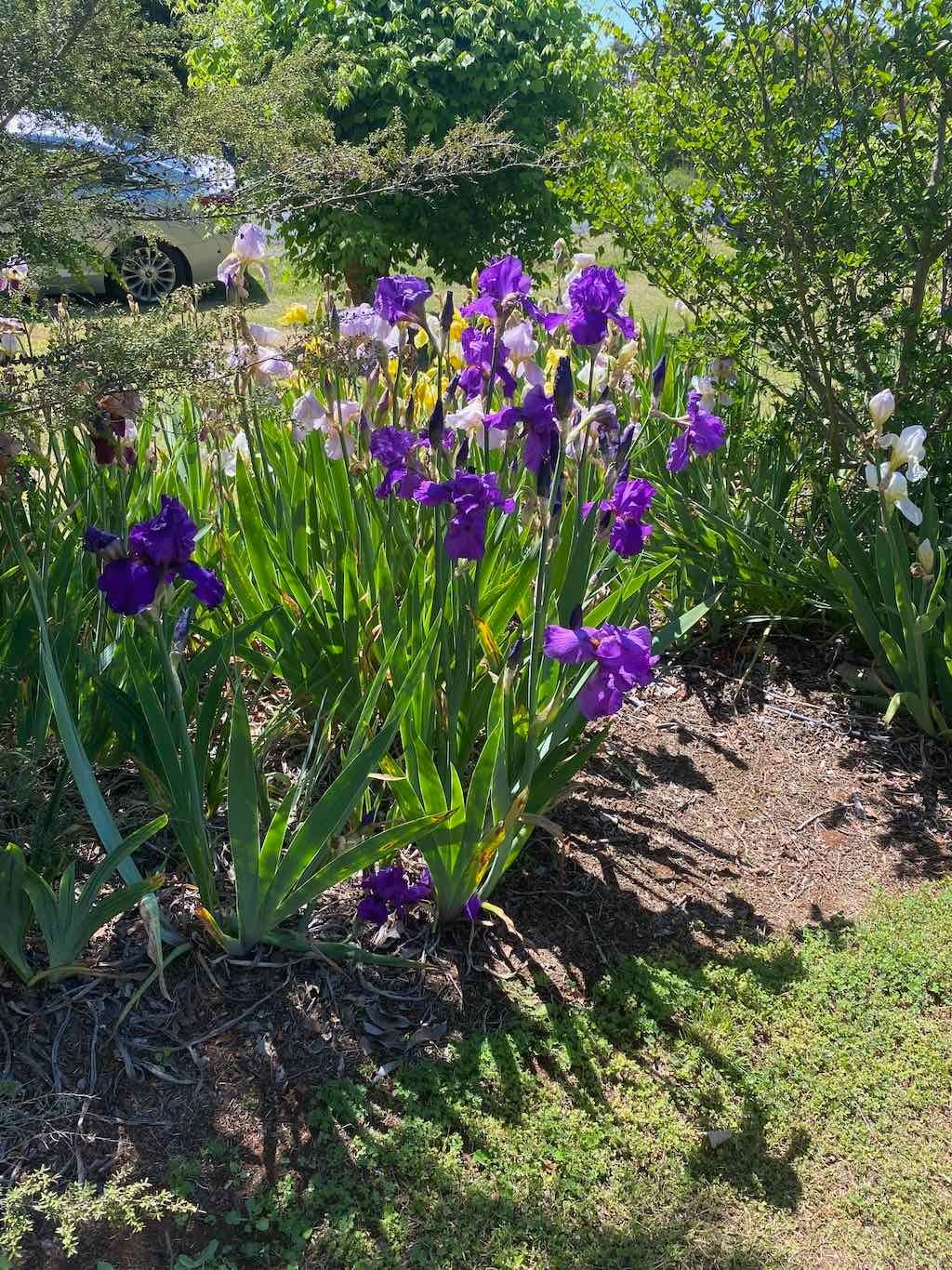 Milthorpe Garden Ramble Image -69142df158579