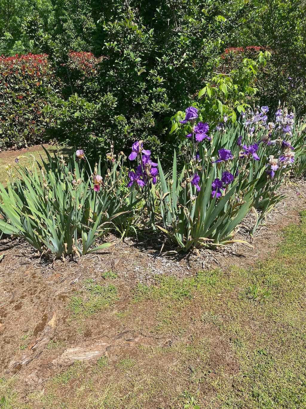 Milthorpe Garden Ramble Image -69142df21a857