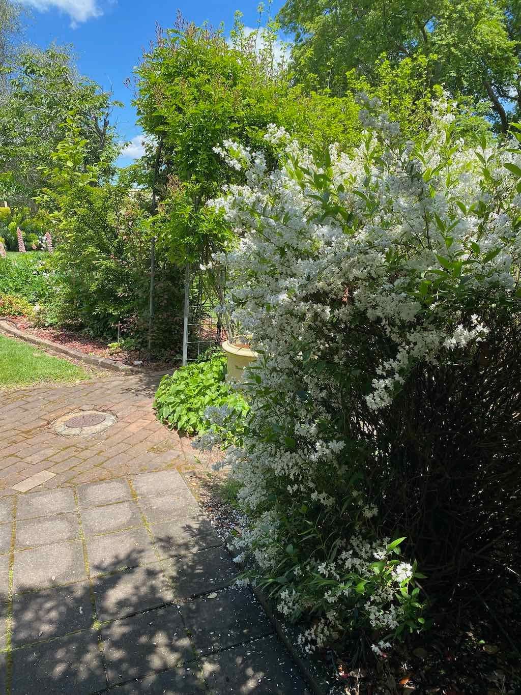 Milthorpe Garden Ramble Image -69142f05d554e