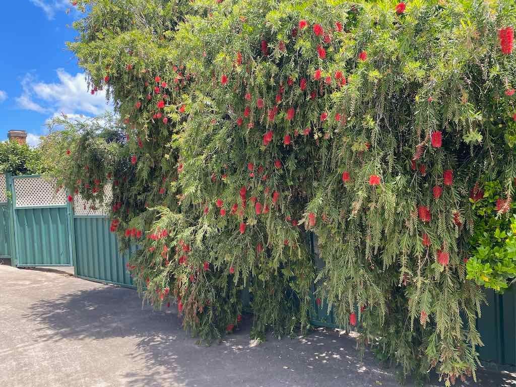 Milthorpe Garden Ramble Image -69142f0ab76aa