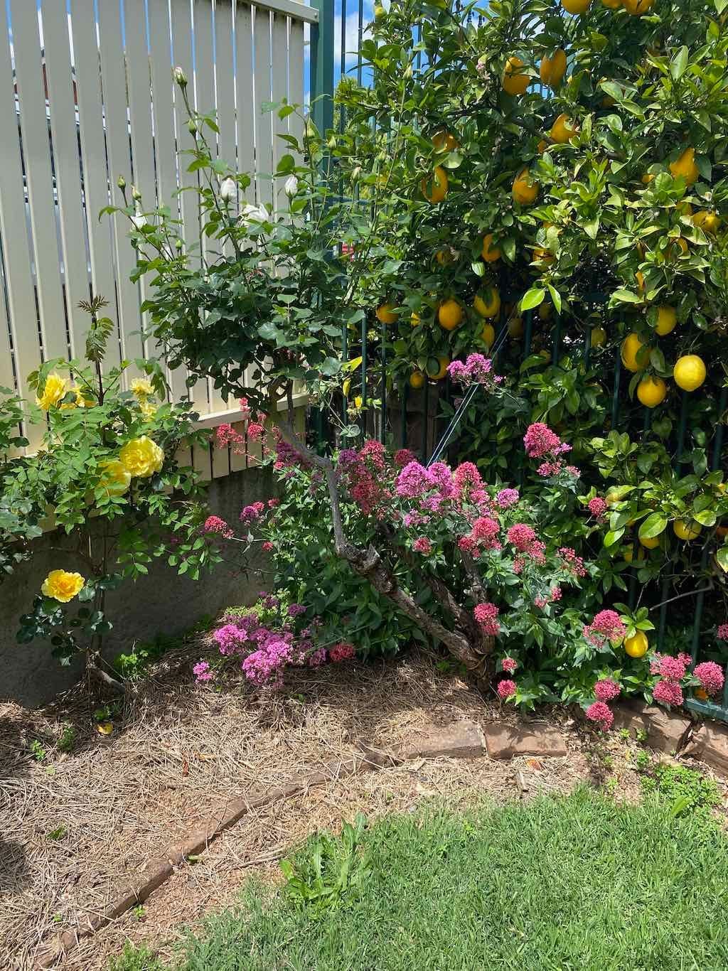 Milthorpe Garden Ramble Image -69142f0c2a6d1