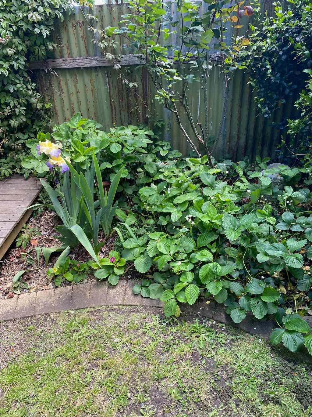 Milthorpe Garden Ramble Image -69142f1b19609