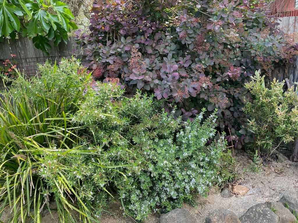 Milthorpe Garden Ramble Image -69142f1f86a55