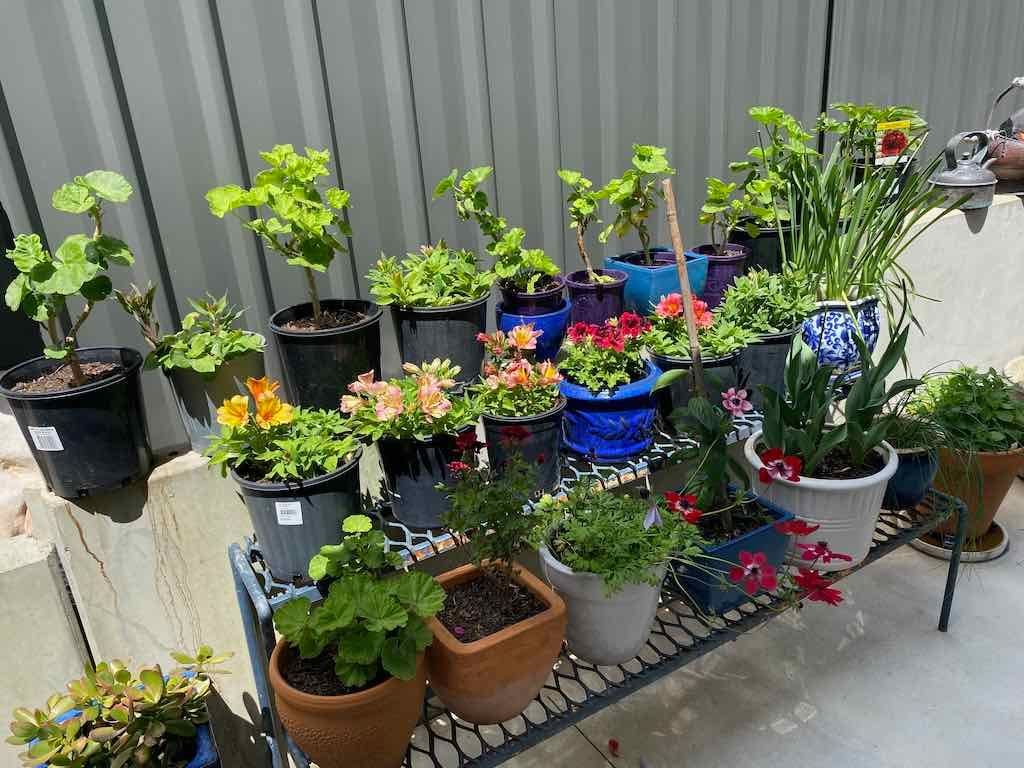 Milthorpe Garden Ramble Image -69142f23037b3