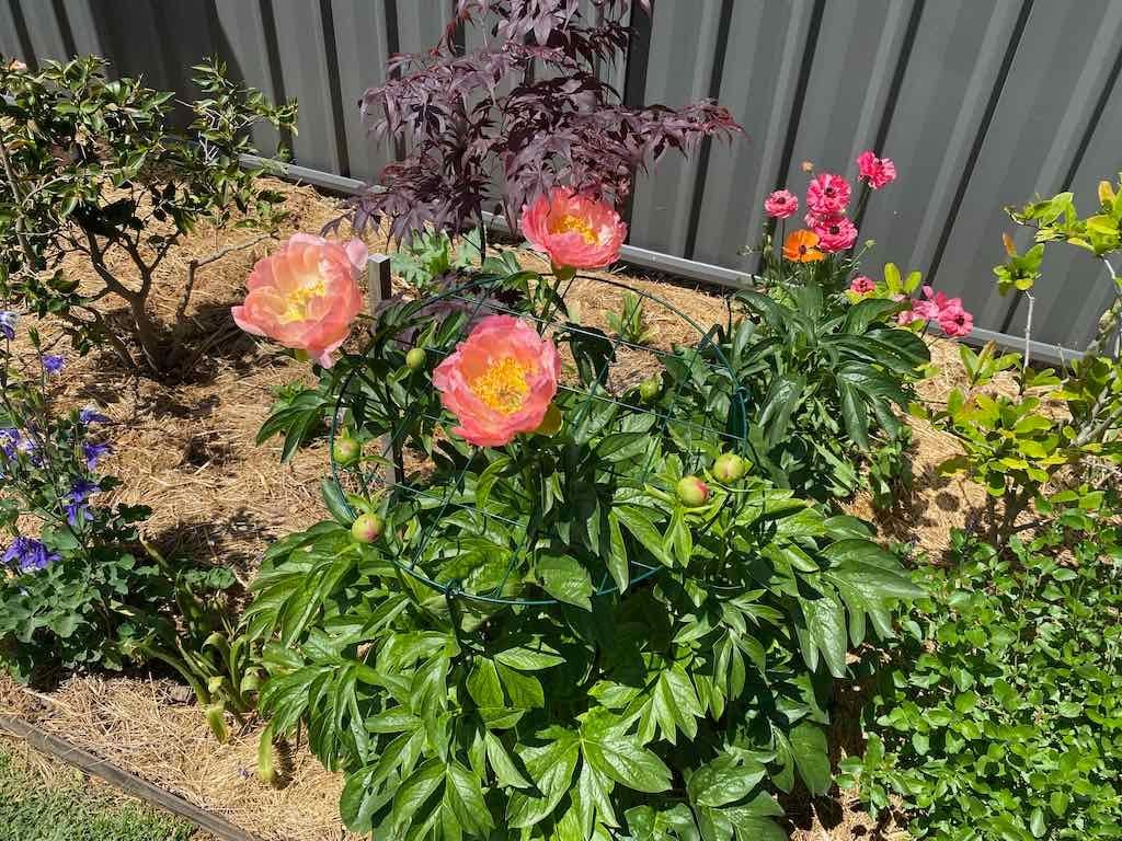 Milthorpe Garden Ramble Image -69142f24da6e2