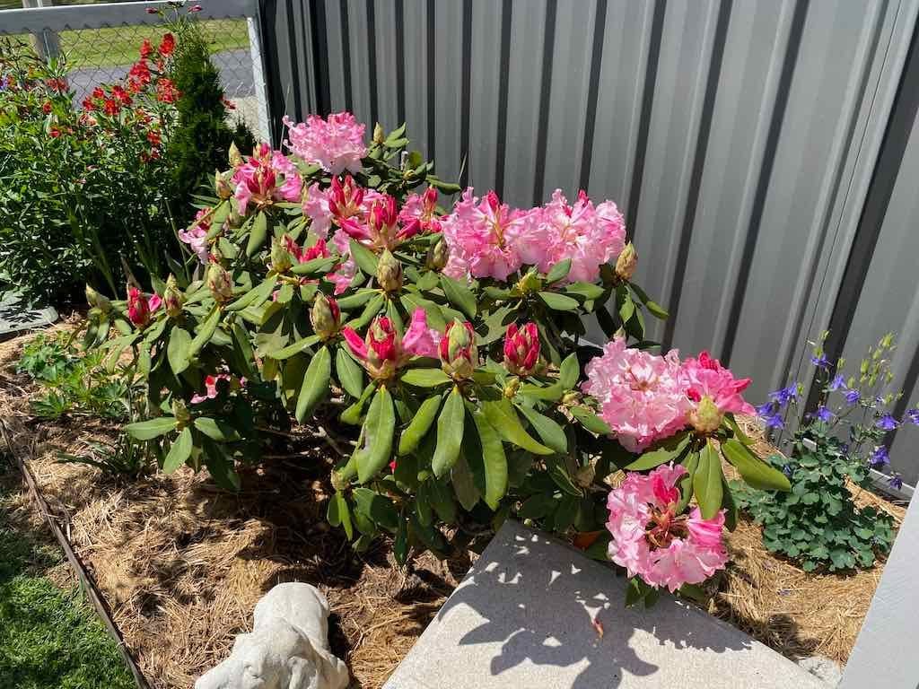 Milthorpe Garden Ramble Image -69142f2542aa8