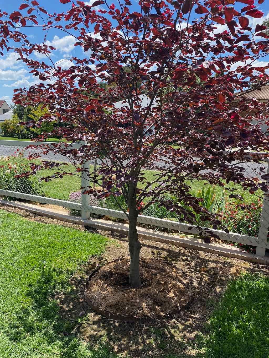 Milthorpe Garden Ramble Image -69142f25e391d